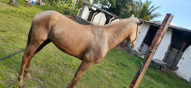 Cavalo de cela - Animais para agropecuária - Borda da Mata 1256806947