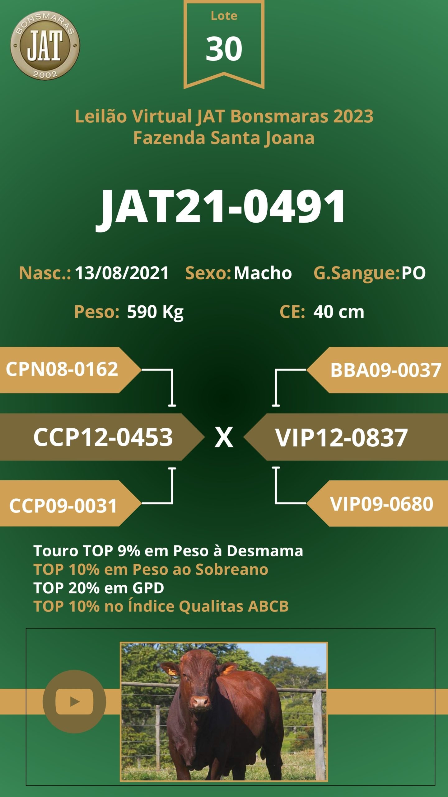 Leilão Jat 2023 LOTE 030 Mercado Gado
